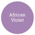 African Violet 2013